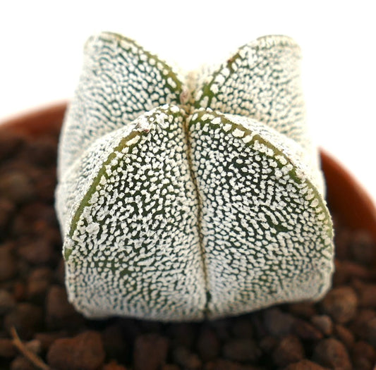 Astrophytum myriostigma cv ONZUKA FORM QUADRICOSTATUM rare star-shaped succulent cactus with white speckled texture