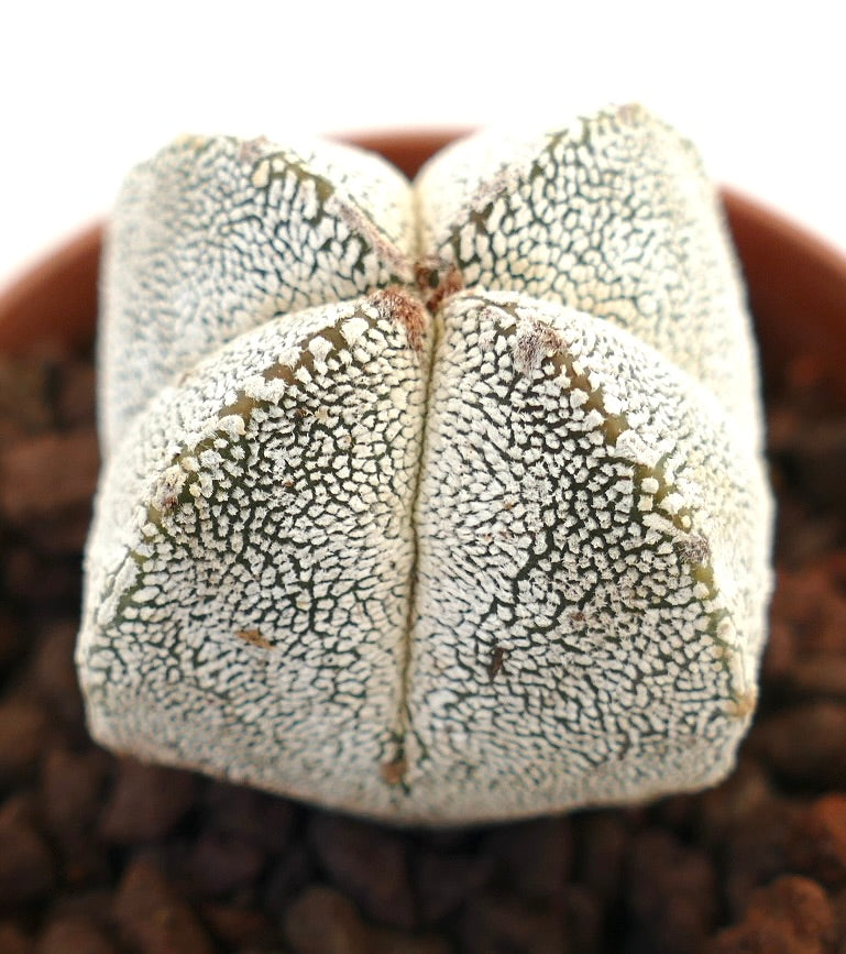 Astrophytum myriostigma cv ONZUKA FORM QUADRICOSTATUM suculenta cactus raro con manchas blancas