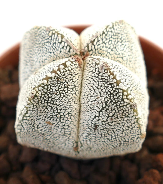 Astrophytum myriostigma cv ONZUKA FORM QUADRICOSTATUM rare white speckled succulent cactus specimen