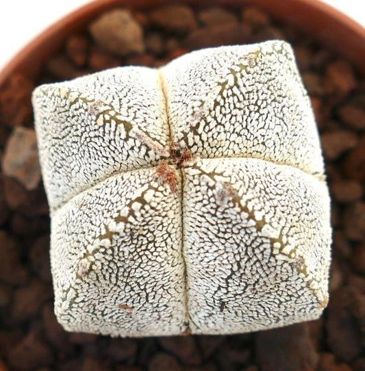 Astrophytum myriostigma cv ONZUKA FORM QUADRICOSTATUM rare white speckled star-shaped cactus succulent