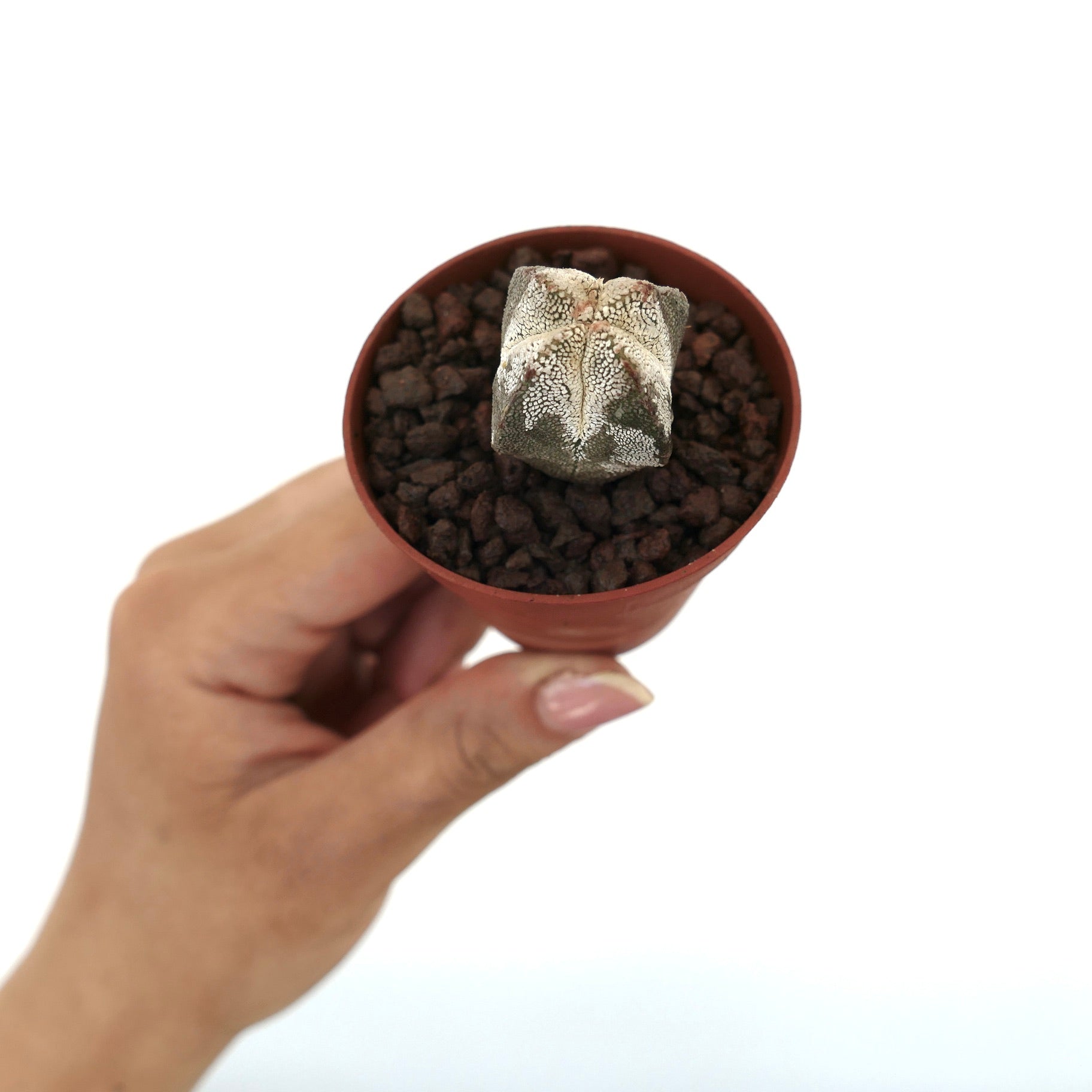 Astrophytum myriostigma cv ONZUKA QUADRICOSTATUM small rare star-shaped cactus with textured white speckles