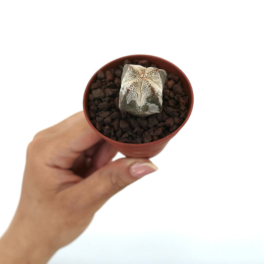 Astrophytum myriostigma cv ONZUKA QUADRICOSTATUM pequeño y raro cactus en forma de estrella con moteados blancos texturizados