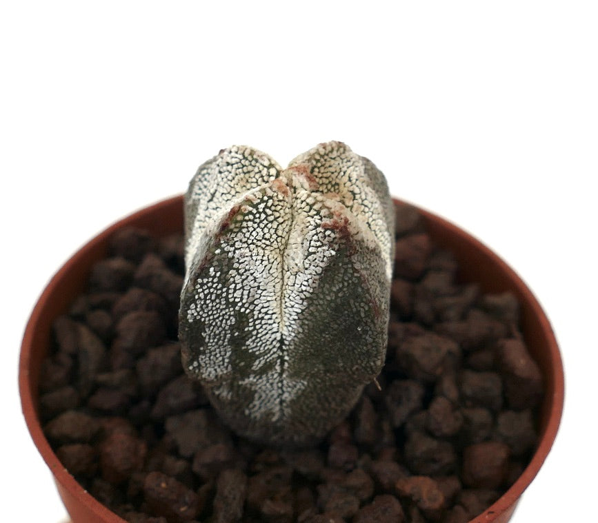 Astrophytum myriostigma cv ONZUKA QUADRICOSTATUM rare succulent cactus with textured white speckled surface and ribbed shape