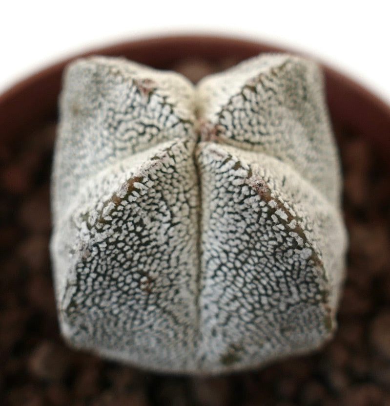 Astrophytum myriostigma cv ONZUKA QUADRICOSTATUM OL8 seltener sternförmiger Kaktus mit weiß gesprenkelter, strukturierter Oberfläche