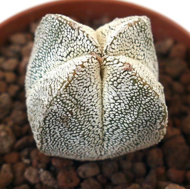 Astrophytum myriostigma cv ONZUKA QUADRICOSTATUM OL8 seltener, sternförmiger Kaktus mit weiß gesprenkelter Textur