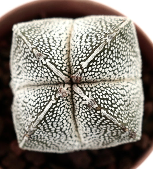 Astrophytum myriostigma cv ONZUKA QUADRICOSTATUM suculento cactus con patrón moteado blanco y costillas en forma de estrella