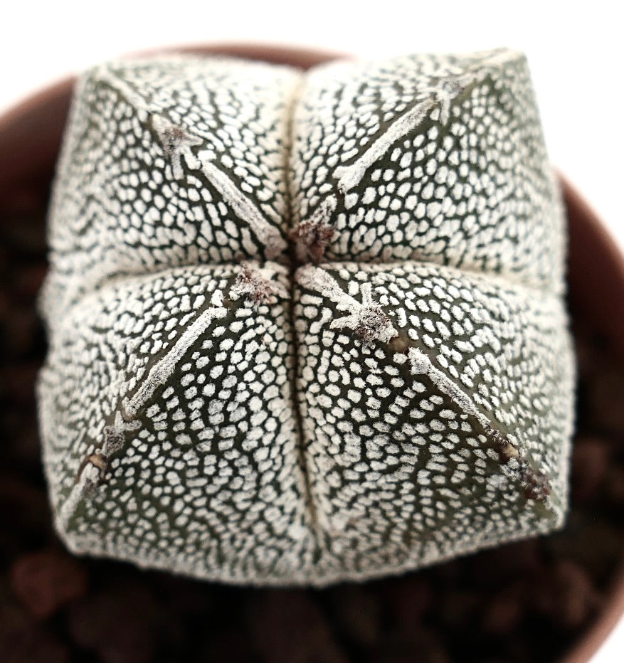 Astrophytum myriostigma cv ONZUKA QUADRICOSTATUM succulent cactus with white speckled star-shaped body