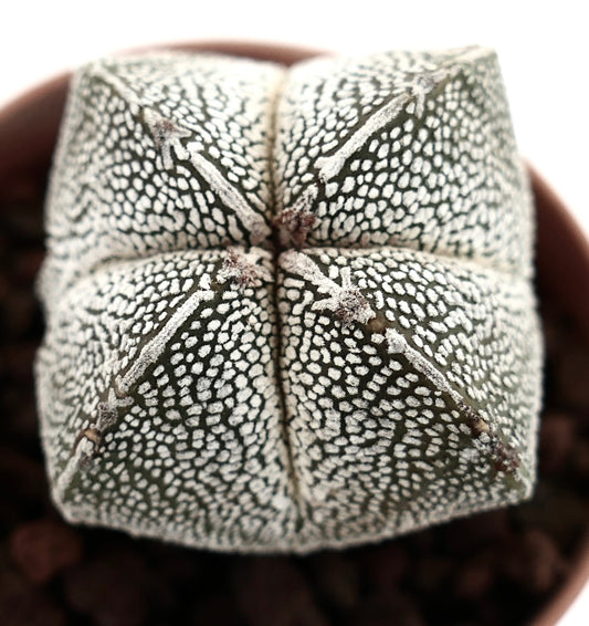 Astrophytum myriostigma cv ONZUKA QUADRICOSTATUM cactus suculento con cuerpo en forma de estrella moteado de blanco