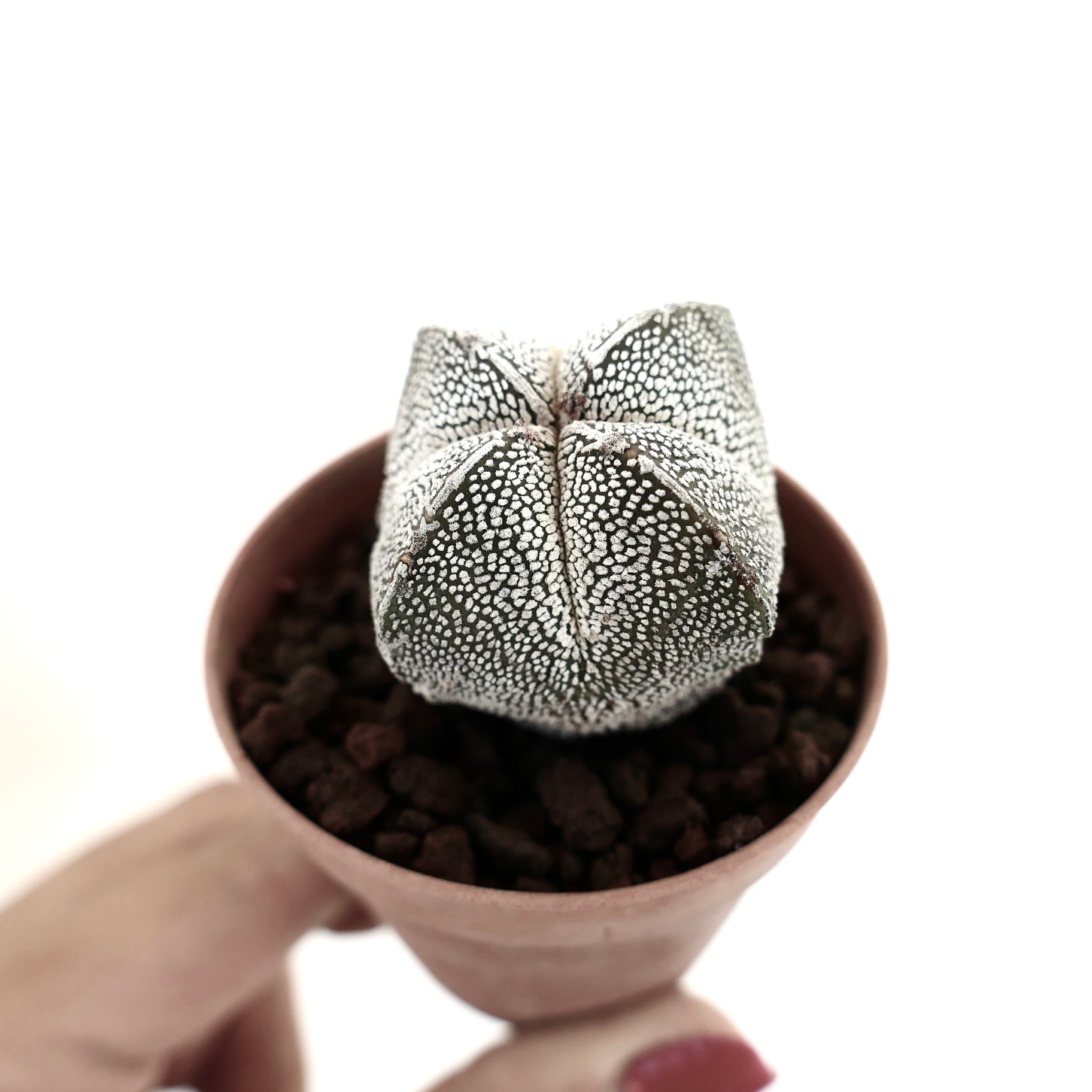 Astrophytum myriostigma cv ONZUKA QUADRICOSTATUM small star-shaped cactus with white speckled pattern