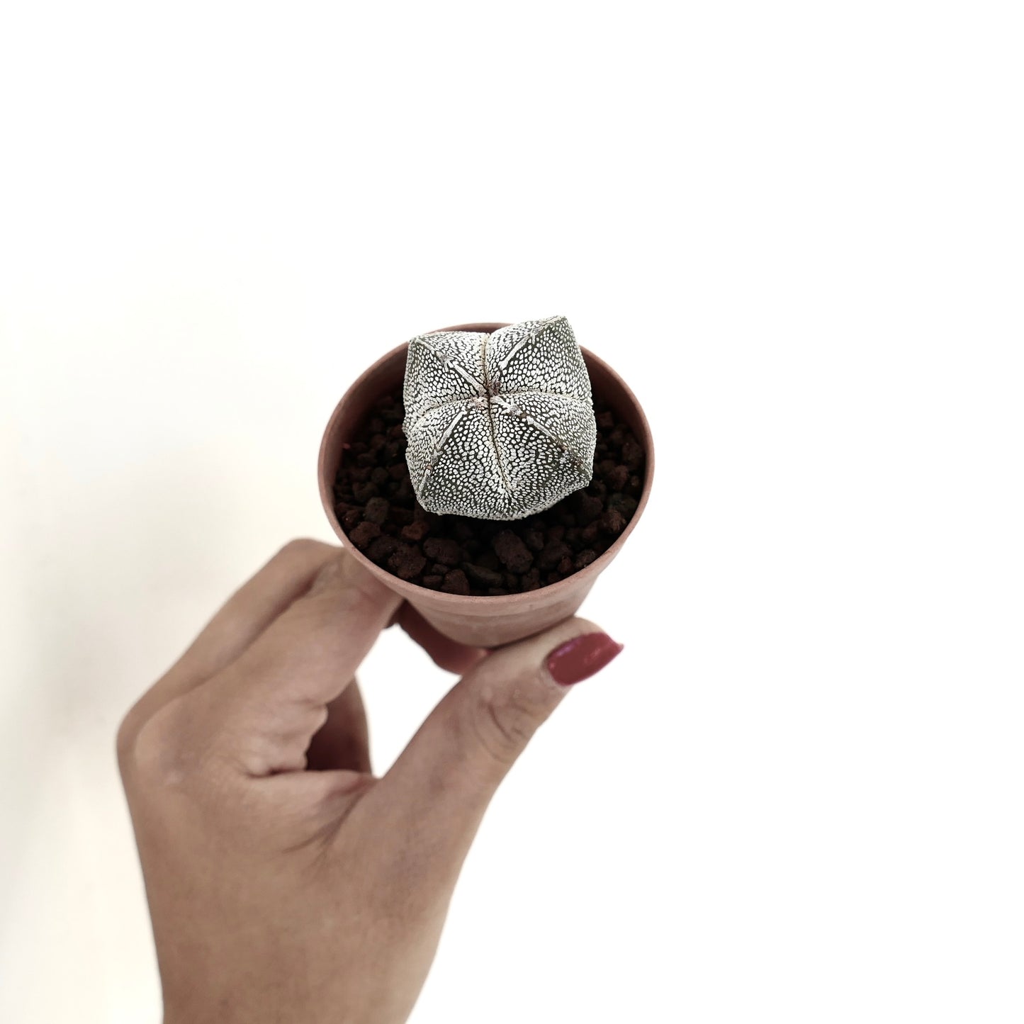 Astrophytum myriostigma cv ONZUKA QUADRICOSTATUM small star-shaped succulent cactus with white speckled texture