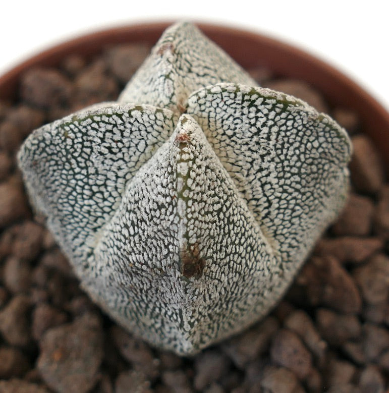 Astrophytum myriostigma cv ONZUKA QUADRICOSTATUM seltene sternförmige Sukkulente mit weiß gesprenkelter Textur