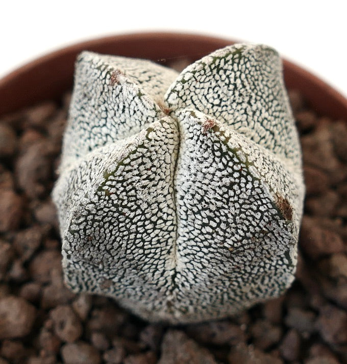 Astrophytum myriostigma cv ONZUKA QUADRICOSTATUM seltener, sternförmiger Kaktus mit weiß gesprenkelter Textur