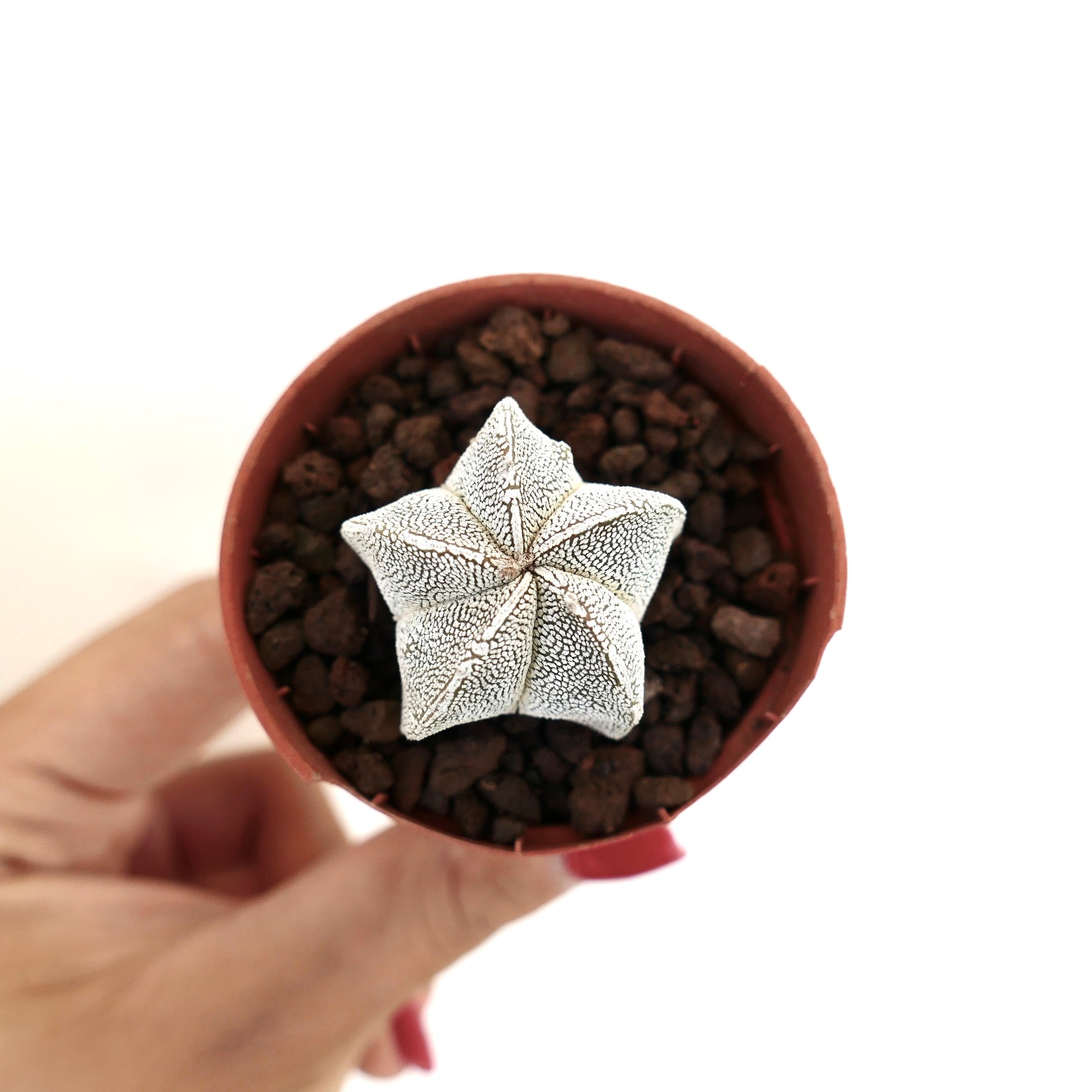 Astrophytum myriostigma cv ONZUKA succulent star-shaped cactus with white speckled pattern