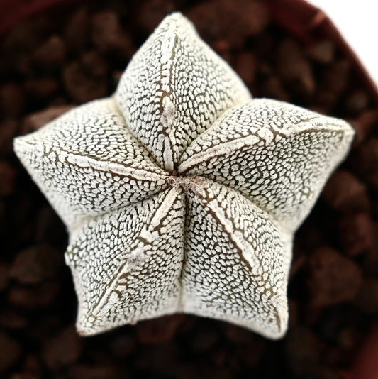Astrophytum myriostigma cv suculenta cactus con patrón de manchas blancas en forma de estrella
