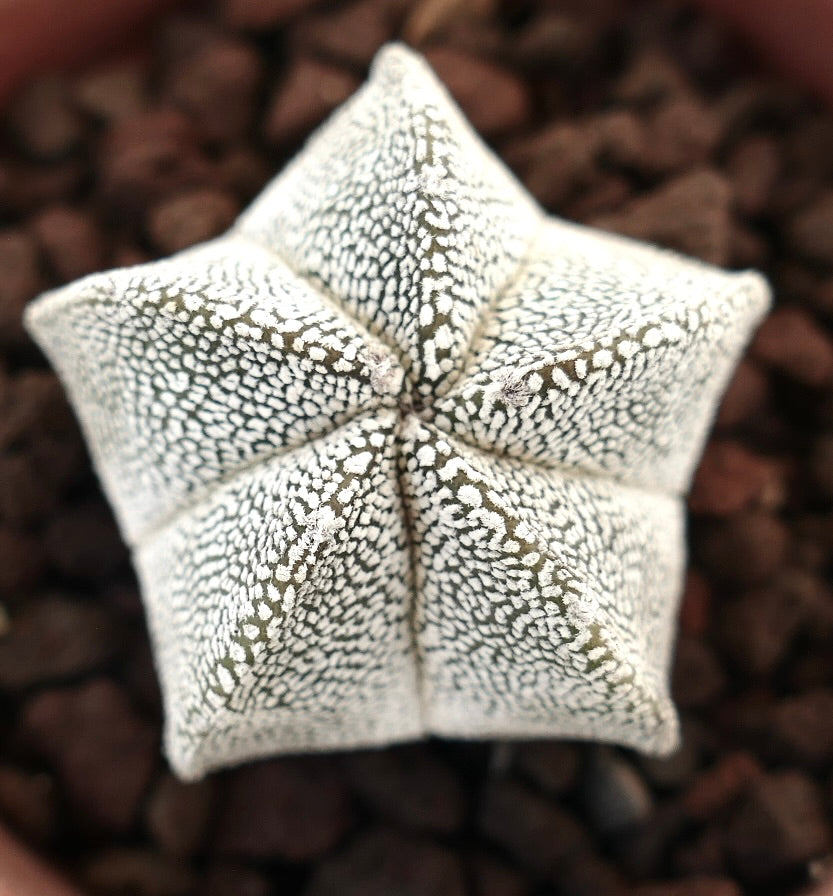 Astrophytum myriostigma cv ONZUKA SELECTED seltener, sternförmiger Kaktus mit weiß gesprenkelter Textur