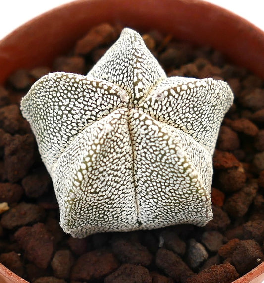 Astrophytum myriostigma raro cactus en forma de estrella con superficie texturizada salpicada de blanco