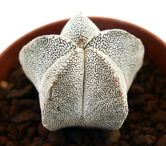 Astrophytum myriostigma cv suculenta cactus con cuerpo en forma de estrella moteado blanco