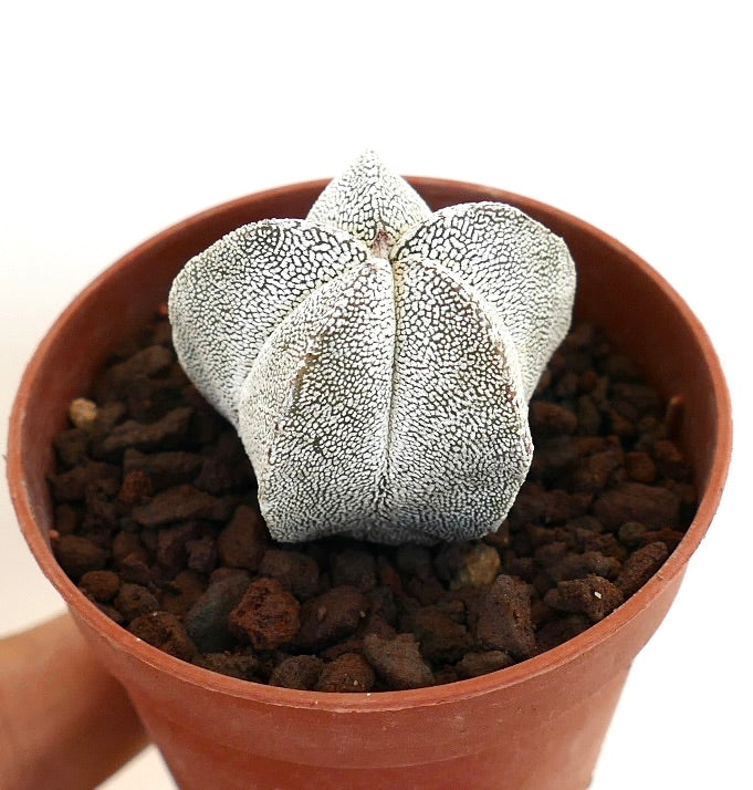 アストロフィツム・ミリオスティグマ | Botanical Archive | 発見して