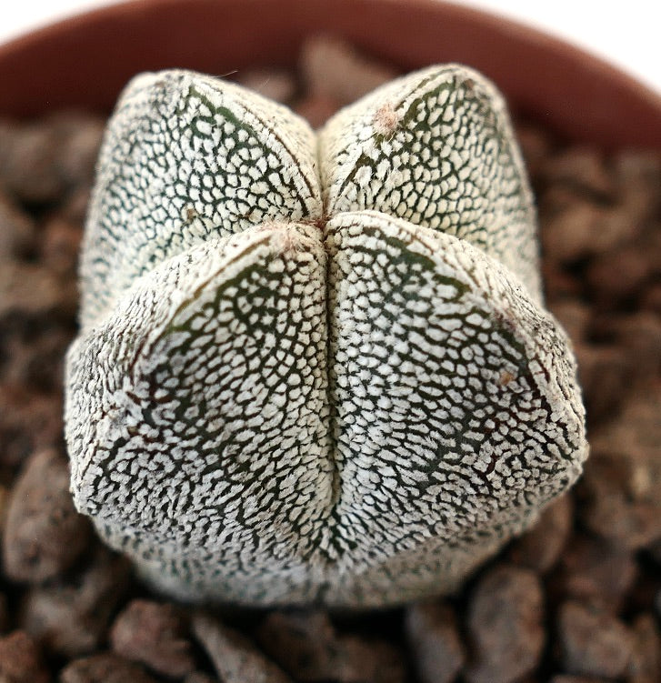 Astrophytum myriostigma cv Quadricostatum rare succulent cactus with textured white speckled surface