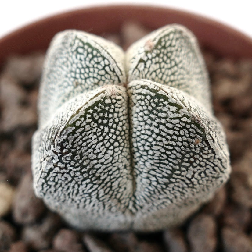 Astrophytum myriostigma cv Quadricostatum rare succulent cactus with textured white speckled surface