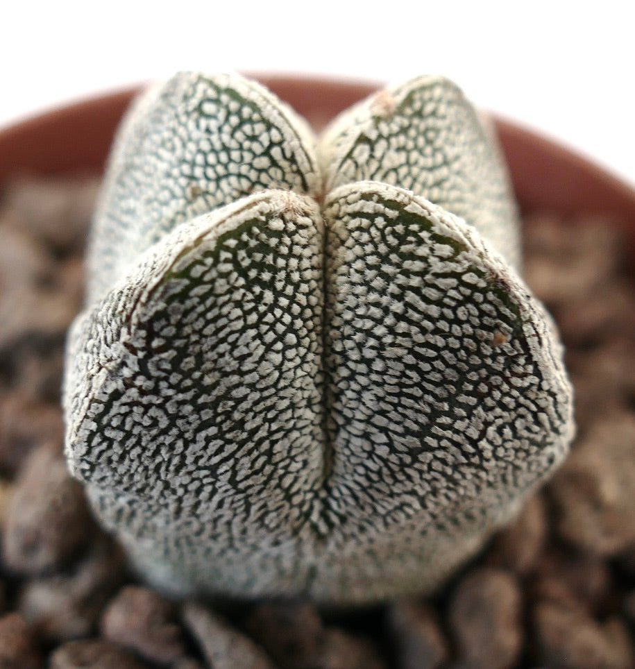 Astrophytum myriostigma cv ONZUKA SELECTED QUADRICOSTATUM rare textured succulent cactus with white speckled pattern
