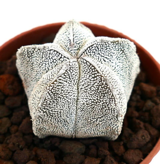 Astrophytum myriostigma cv ONZUKA SELECTED cactus suculento en forma de estrella con motas blancas