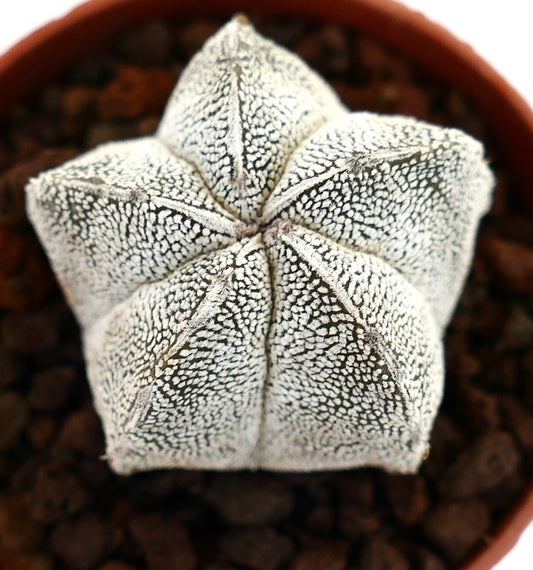 Astrophytum myriostigma suculento cactus en maceta con forma de estrella moteada blanca