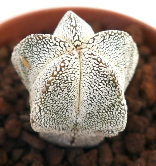 Astrophytum myriostigma cv ONZUKA SELECTED raro cactus en forma de estrella con superficie texturizada salpicada de blanco