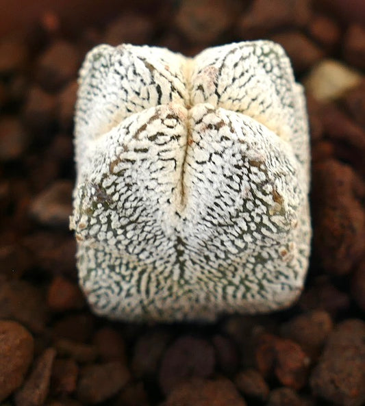 Astrophytum myriostigma cv ONZUKA TIGER QUADRICOSTATUM suculenta rara con manchas blancas con superficie texturizada