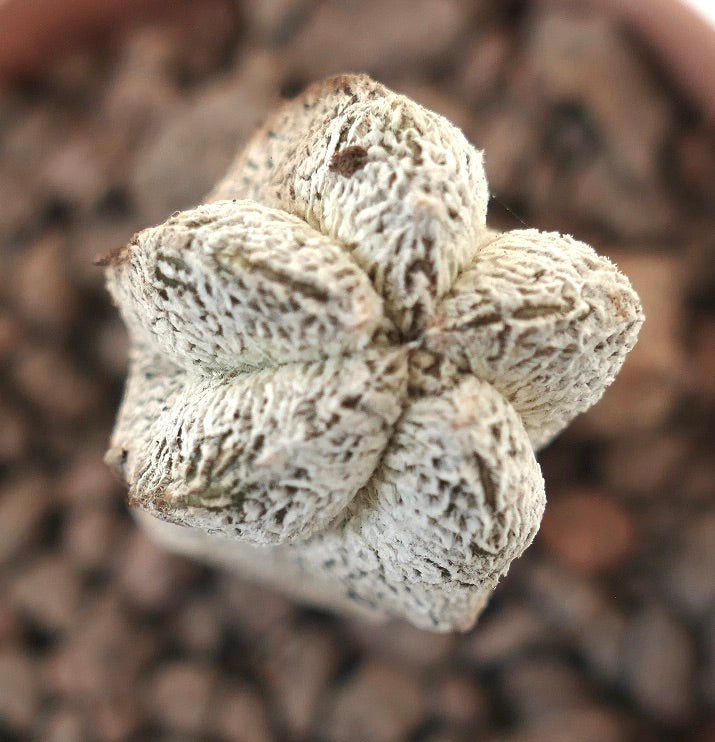 Astrophytum myriostigma cv ONZUKA forma rara suculenta cactus texturizado blanco espécimen