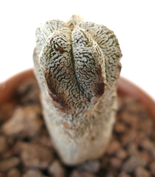 Astrophytum myriostigma cv ONZUKA rare succulent cactus with textured white and green columnar form
