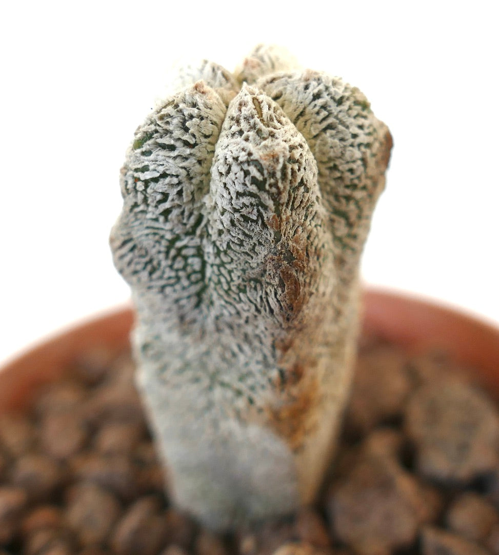 Astrophytum myriostigma cv ONZUKA raro cactus columnar con superficie texturizada blanca y verde