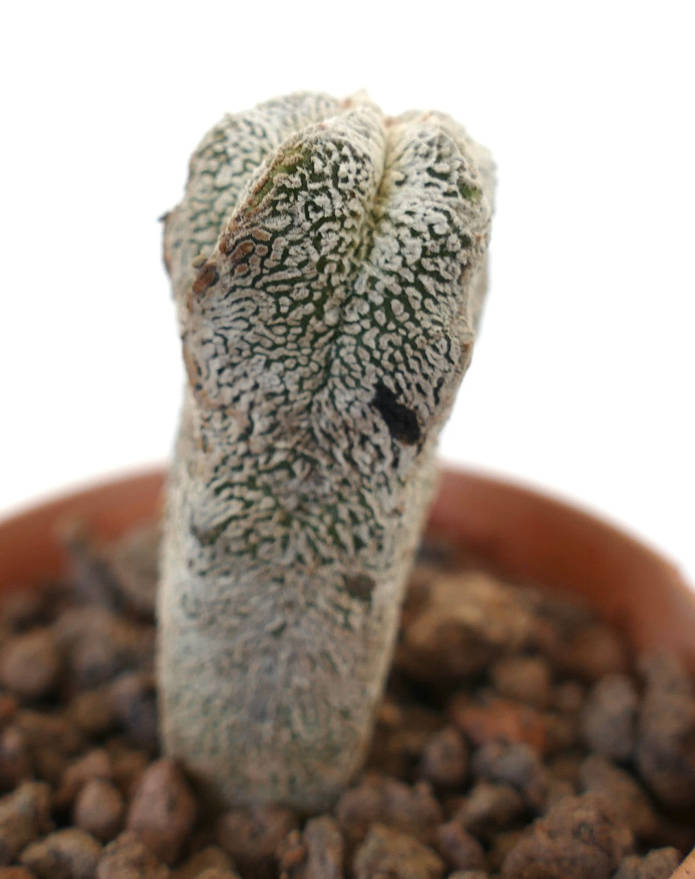 Astrophytum myriostigma cv ONZUKA suculenta columna de cactus con superficie texturizada y moteada de blanco