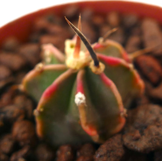 Astrophytum myriostigma cv THAYO BLACK SPINES pequeño cactus suculento con espinas oscuras y cuerpo acanalado