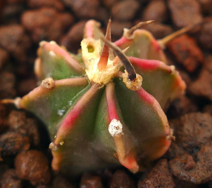 Astrophytum myriostigma cv THAYO BLACK SPINES small succulent cactus with dark spines and pinkish ribs
