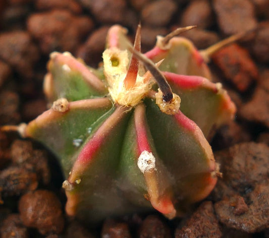 Astrophytum myriostigma cv THAYO BLACK SPINES pequeño cactus suculento con espinas oscuras y costillas rosadas