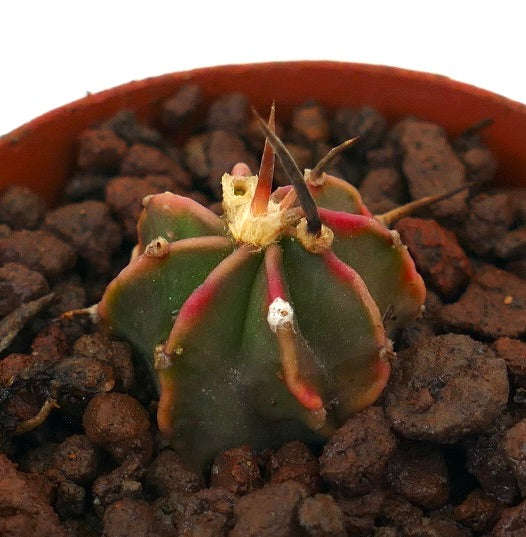 Astrophytum myriostigma cv THAYO BLACK SPINES small succulent cactus with dark spines and green body