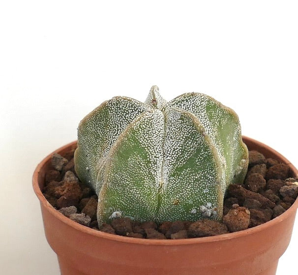 Astrophytum myriostigma rare succulent cactus with star-shaped green body and white speckles