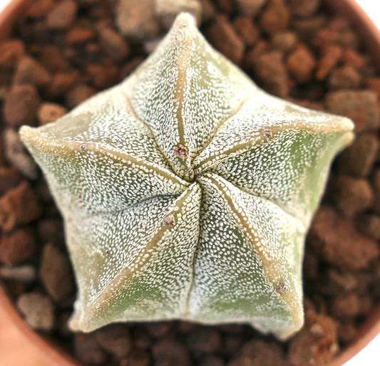 Cactus suculento Astrophytum myriostigma con forma estrellada y textura moteada blanca