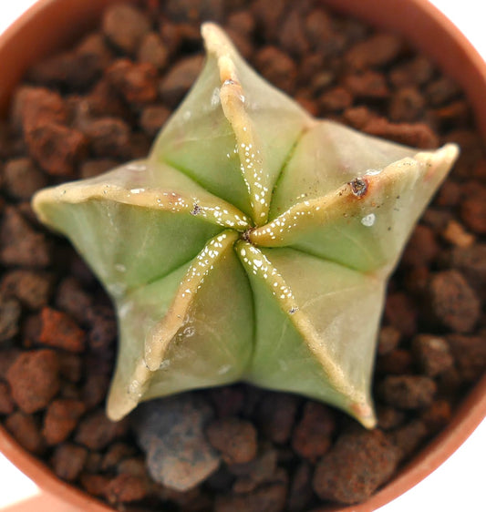 Astrophytum myriostigma suculento cactus con forma de estrella y superficie verde lisa