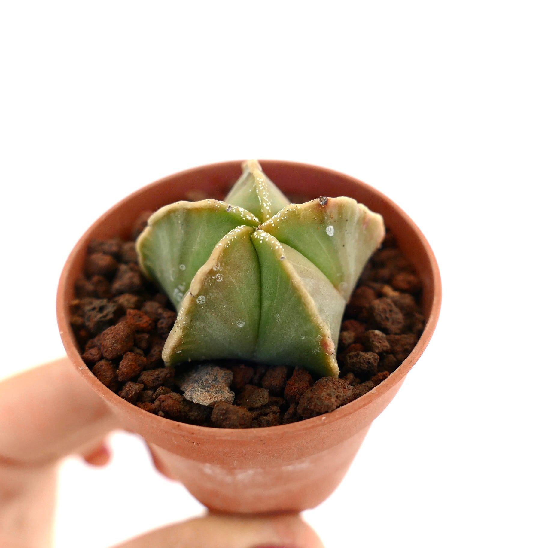 Astrophytum myriostigma small succulent cactus with smooth green star-shaped ribs in pot