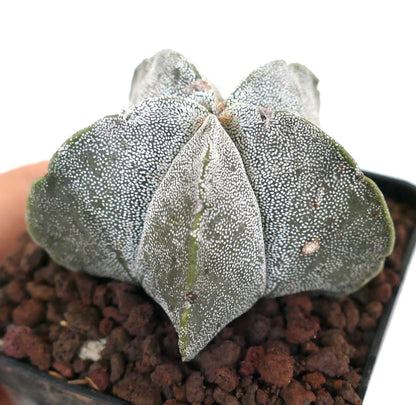 Astrophytum myriostigma form tamaulipensis (Tamaulipas, MEXICO) 5,5cm