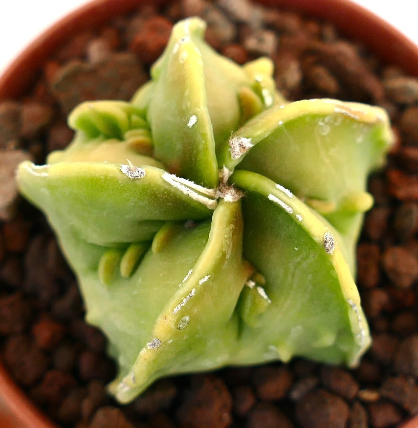 Astrophytum myriostigma nudum cv FUKURYU succulent cactus with smooth, star-shaped green stems