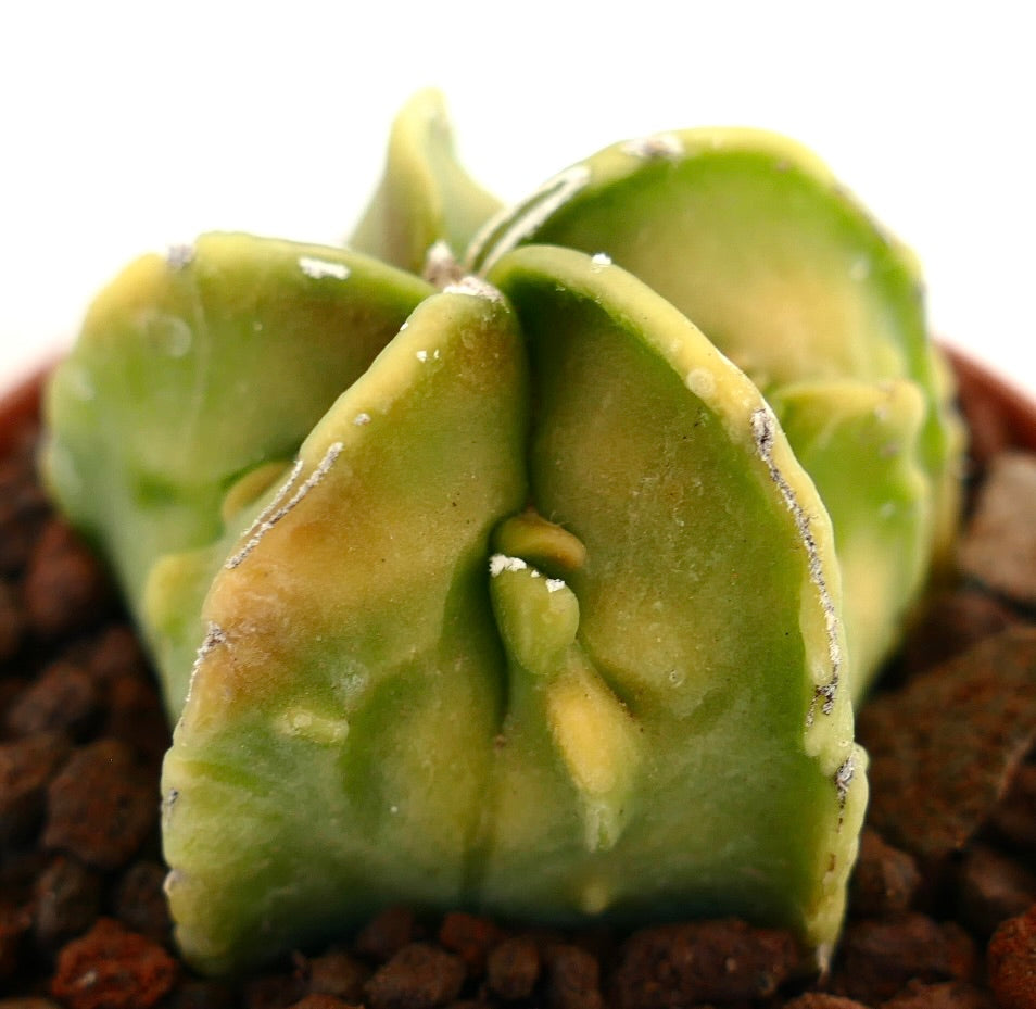 Astrophytum myriostigma nudum cv FUKURYU rare succulent cactus with thick, smooth, green triangular stems