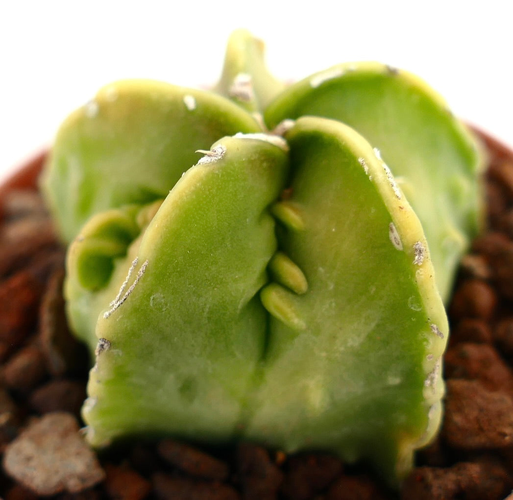 Astrophytum myriostigma nudum cv FUKURYU rare green succulent cactus with smooth thick ribs