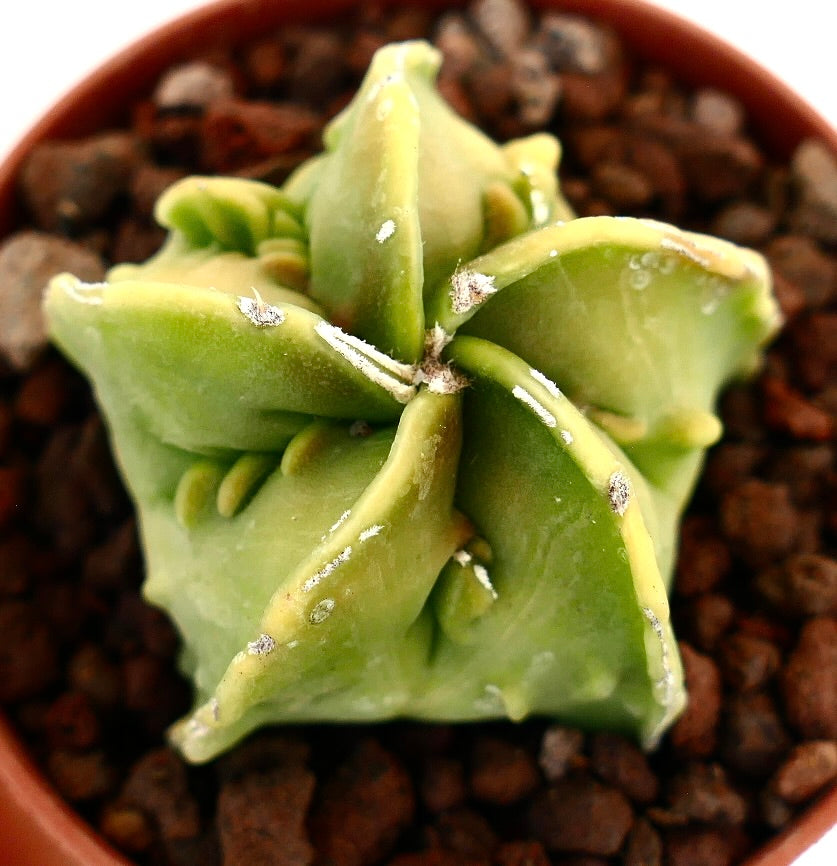 Astrophytum myriostigma nudum cv FUKURYU rare succulent cactus with thick triangular stems and white speckles