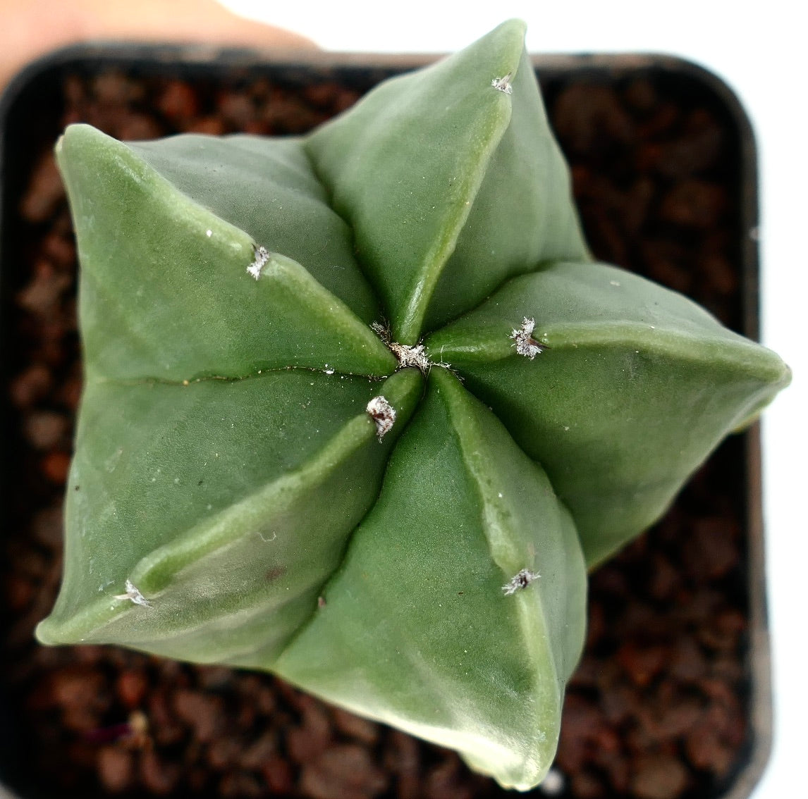 아스트로피툼 미리오스티그마 바리아스 누둠 별 모양 녹색 다육 선인장 매끄러운 표면과 작은 흰 솜털