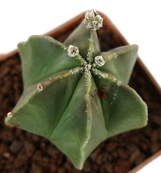 Astrophytum myriostigma var. nudum