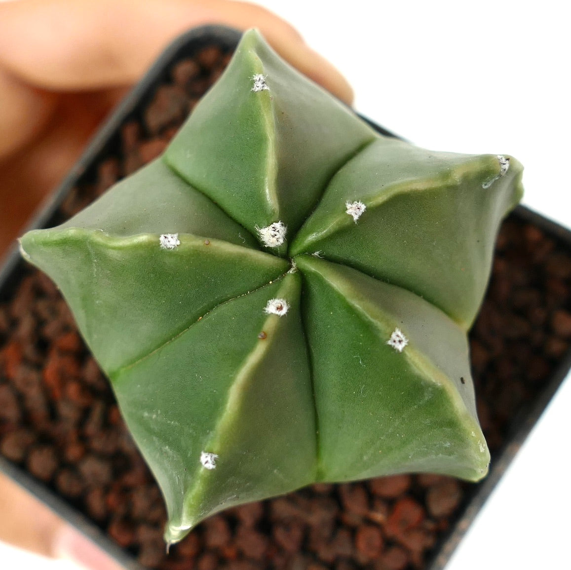 Astrophytum myriostigma var. nudum grønn stjerneformet sukkulent kaktus med glatte ribber og hvite areoler