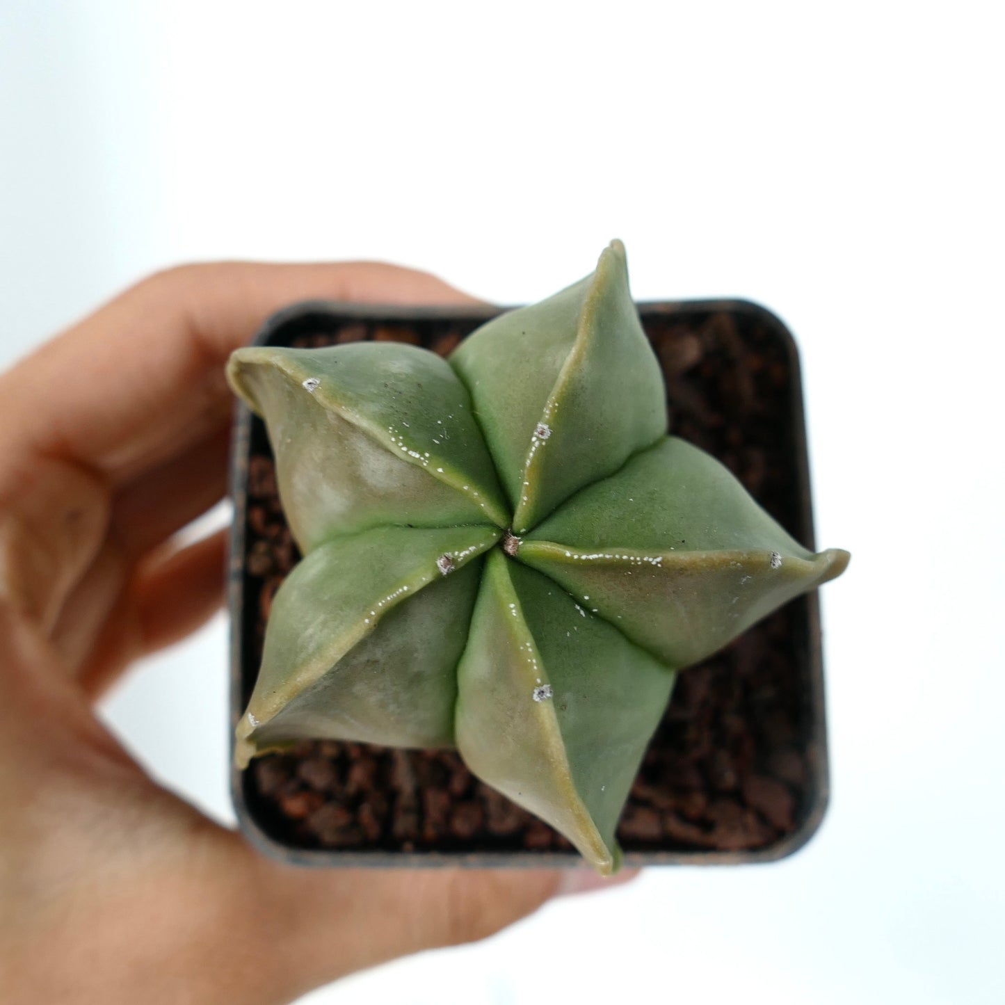 Astrophytum myriostigma var. nudum cactus succulento verde a forma di stella con texture liscia